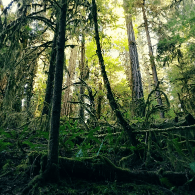 Forest in the mountains near Tigard Oregon.